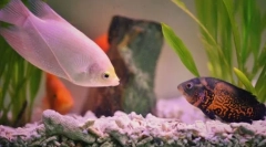 Популарни аквариум риба