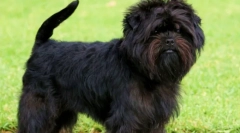 Подобрување на разгледување: брадести куче од германија (фото)