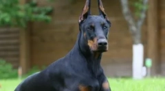 Одгледување на кучиња, погоден за вас со знакот на зодијакот: направете разумен избор