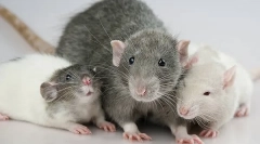 Декоративни стаорци: опис и разлики во видовите на домашни глодари