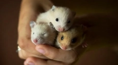 Расини на хрчак, видови домаќинства