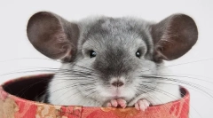 Раса и бои chinshill: опис и разлики