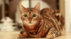 Раса мачки кои не мете