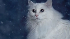 Раса мачки со сини очи