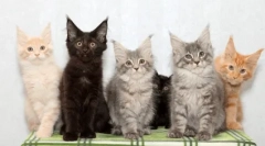 Раса мачки со ресни на ушите