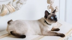 Раса мачки со кратка опашка