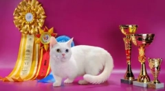 Мачка раси со кратки нозе