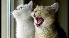 Раса на мачка