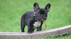 Куче раса без опашка