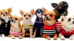 Расини за кучиња за апартмани - 15 најдобри опции