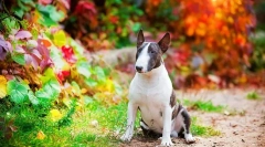 Раси на кучиња (фотографии со имиња): изберете пријател