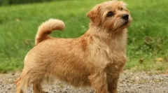 Одгледување на кучиња - стаорци