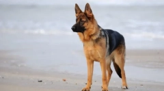 Куче раси со сини јазик