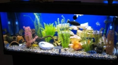 Чекор по чекор лансирање аквариум