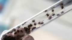 Последиците од пренесениот енцефалитис