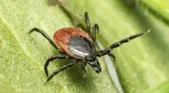 Последиците од залак на код крлежи