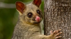 Поседува обичен