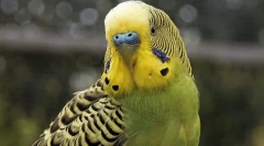 Однесување на брановиден папагал