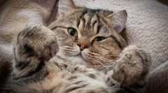 Точно и митови: зошто евреите не ги сакаат мачките