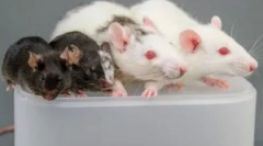 Правила примена на лепак од глодари