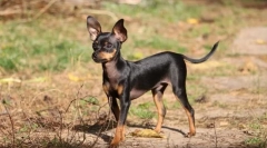 Прага штракаат