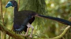 Предци на птици