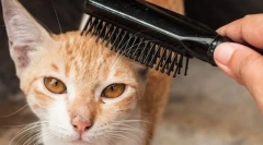 Каридери и мачка опрема