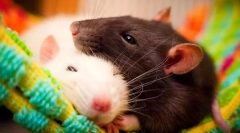 Предностите и недостатоците на домашниот стаорец, дали да започнат