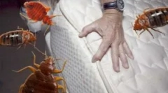 Дрога averfos од bedbugs и други инсекти