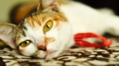 Третман азинокс: инструкции за употреба