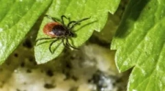 Подготовка gardex од крлежи