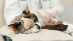 Подготовка гликопеин: ефективна алатка за зголемување на имунитетот на cat