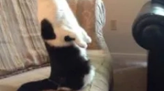 Подготовка на пиперазин: инструкции за употреба за животни