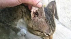 Подготовки за третман на ушни крлежи во мачки