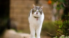 Подготовки за сексуална контрола на мачки и мачки