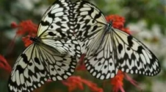 Трансформација на caterpillar