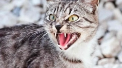 Причини за агресивно однесување на мачки