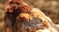 Причини за кокошки и третман