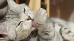 Предизвикува зошто мачката постојано јаде и лиже