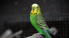 Причини за појава на раст на клунот во брановидниот папагал и третман