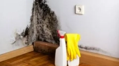 Причини за појава на мувла дома