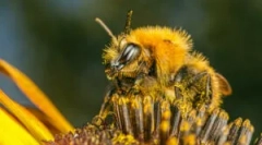 Причини, симптоми и третман на пчелни каснувања