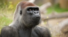 Примати на евроазија