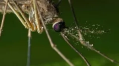 Примена на фумигатори од комарци