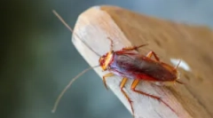 Примена на лебарки гелови