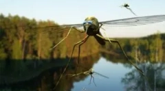 Примена на есенцијални масла од комарци