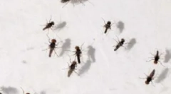 Примена на стапици за midges дома