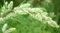 Употребата на пелин од болвата куќа