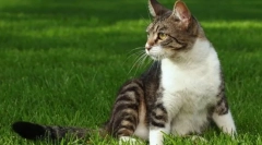 Стекнување на моќна мачка