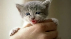 Вметнување на дивиот маче на рака: корисни совети и препораки